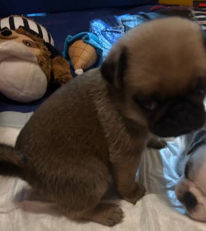 Pug males 1
