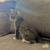 kitten 2 thumbnail