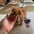 Toy poodle 11 thumbnail