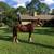 Stall Available. Private 2 stall barn. Dry board $250 per month 10 thumbnail