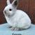 Netherland Dwarf Bunnies 9 thumbnail