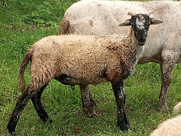 Katahdin/Dorper Rams 1