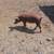 Tamworth cross pigs 4 thumbnail