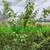 Grafted Plum Trees 2 thumbnail