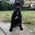 Male Corso puppy 1 thumbnail