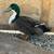 Male Ducks 1 thumbnail