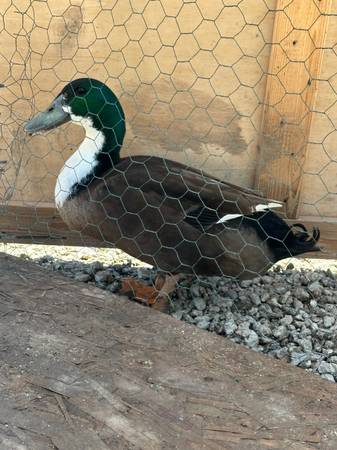 Male Ducks 1