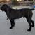 Cane corso stud 3 thumbnail