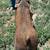 Duroc boars 5 thumbnail