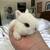 Netherland Dwarf Bunny Bunnies Rabbit 1 thumbnail