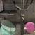 Small Animal Cage(s) 14 thumbnail