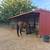 Thoroughbred Gelding 7 thumbnail