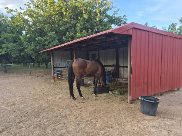 Thoroughbred Gelding (Las Cruces)572759375662950406