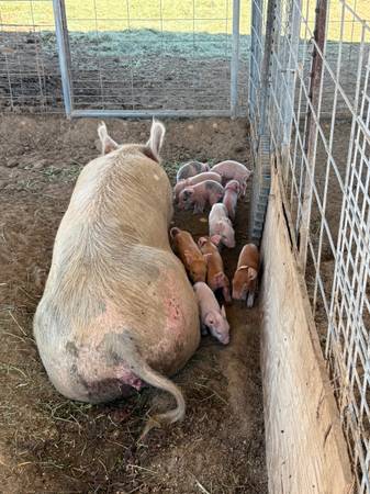 Pig, hog, Piglets, beef for Sale 1