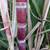 Tropical Fruit Trees 17 thumbnail