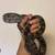 Multiple Snakes Available 2 thumbnail