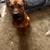 Rehoming my one year old dog 7 thumbnail