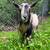 Nigerian Dwarf Buck 1 thumbnail