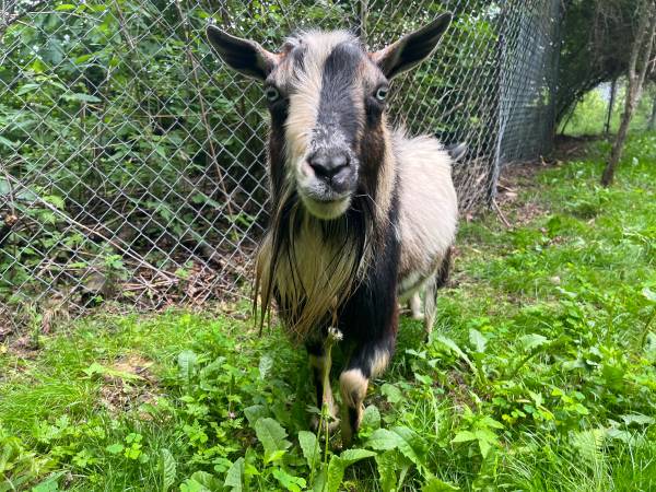 Nigerian Dwarf Buck 1