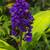 "BLUE" Ginger Shrubs! 3 thumbnail