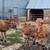 Feeder calves 3 thumbnail