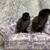 Silkie Chicks 4 thumbnail