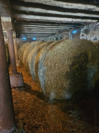 LARGE 5 x 6 Hay Bails Alfalfa and Orchard Grass Mix Stored Indoors 1