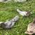 Muscovy ducks 2 thumbnail