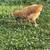 Young fresh pullets 3 thumbnail