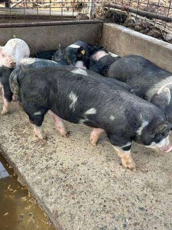 Pigs 1