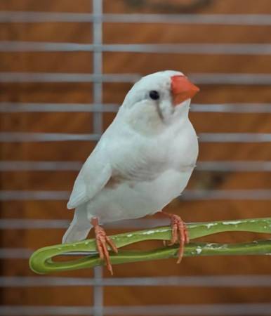 Zebra finch, male (Fargo)
