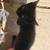 RUSSIAN BLUE KITTENS/ORANGE TABBY 3 thumbnail