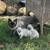 Siamese kittens 1 thumbnail