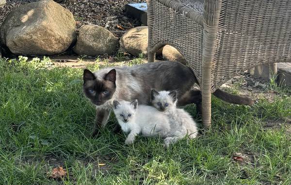 Siamese kittens 1