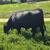 Bred Registered Angus heifers 3 thumbnail