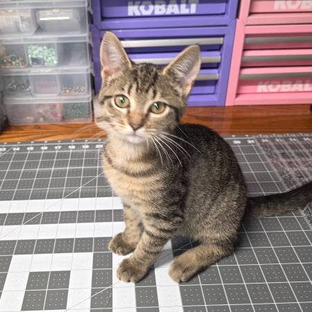 10 week old female kitten (Johnson City)