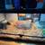 Russian tortoise with set up 1 thumbnail