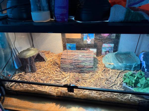 Russian tortoise with set up 1