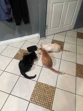 Gatos disponibles para adopción
