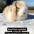 Baby dwarf lop bunnies, bunny, rabbits 18 thumbnail