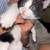 Kittens 1 thumbnail