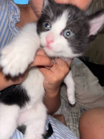 Kittens 1
