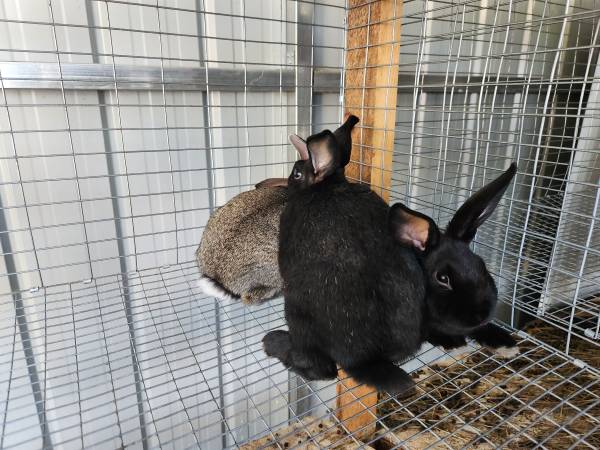 New Zealand/Californian Rabbits - farm & garden - by owner - sale