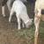Doper white sheep 2 thumbnail