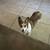 Corgi mail needed for stud 1 thumbnail