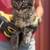 Kittens available 1 thumbnail