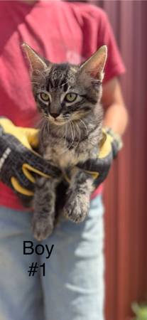 Kittens available 1