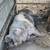 Crossbred Sows 8 thumbnail