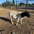 Dorper sheep 5 thumbnail