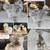 Rare silkies mottled super fluffy 6 thumbnail